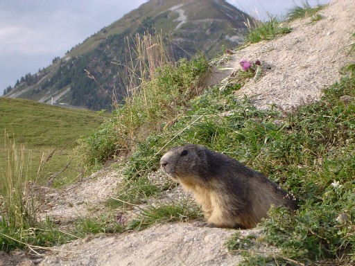 photo marmotte