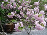 photo d'un arbre en fleur