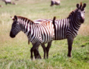 colorisation zebra