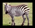 colorisation zebra