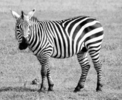 colorisation zebra