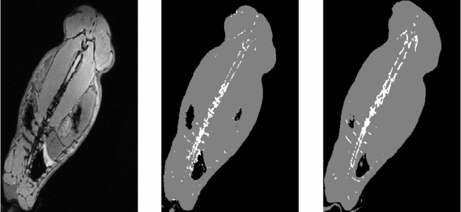 MR, predicted CT, real CT of a rabbit