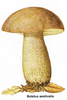 boletus example