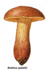 boletus example