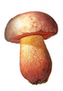 boletus example