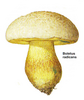 boletus example