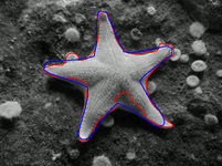 starfish segmentation