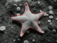 starfish segmentation