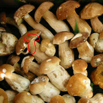 boletus segmentation