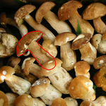 boletus statistical shape prior segmentation