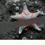 starfish segmentation