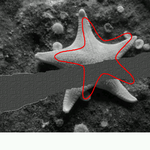 starfish segmentation