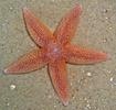 star example