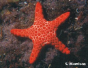 star example