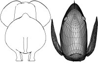 Neumann et al., 2005a