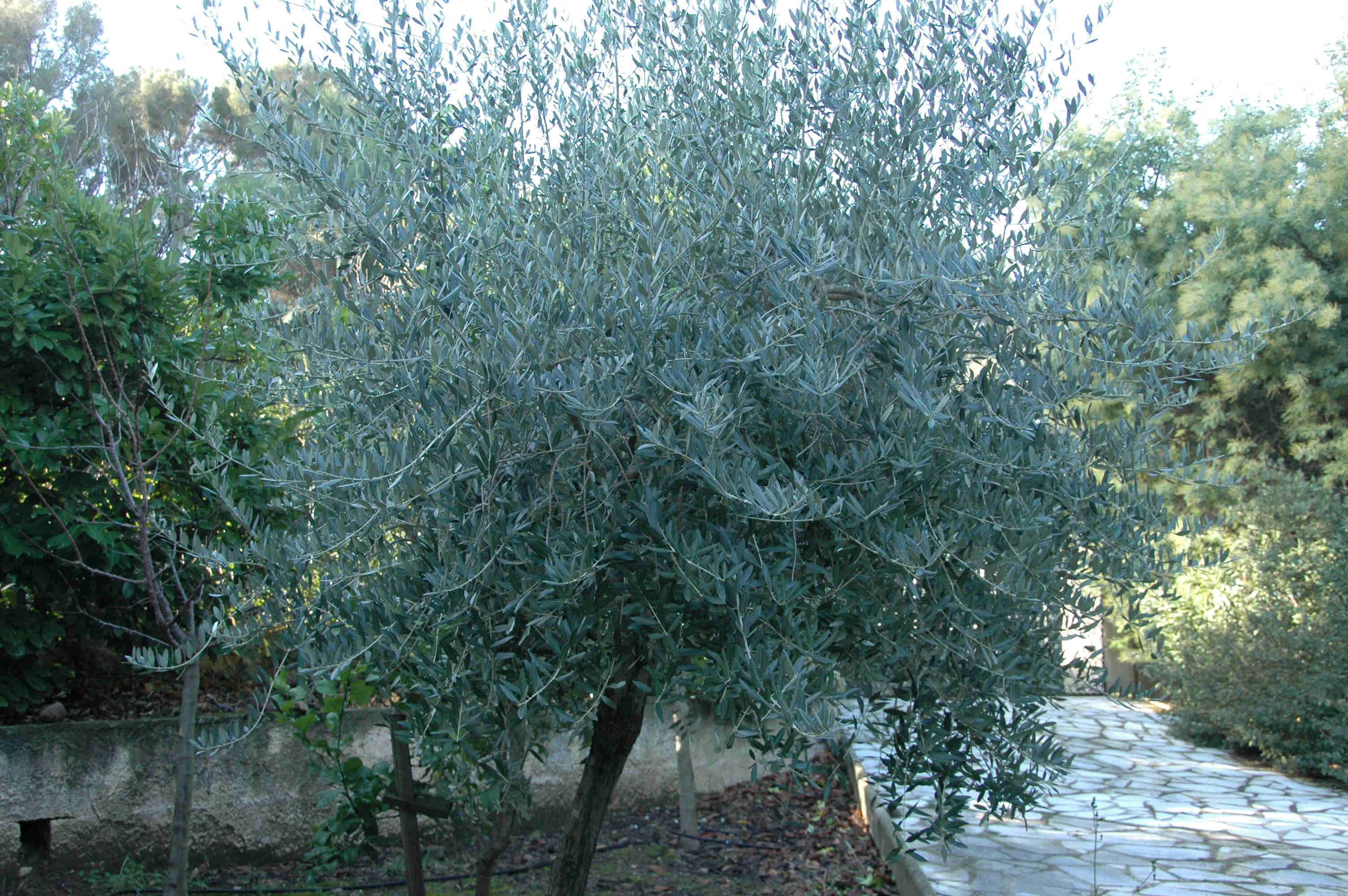 Olive tree